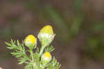 Pineapple weed <BR>Disc mayweed